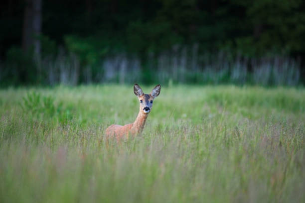 istock Deer in a field in Denmark 1154843052