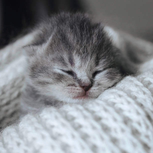 istock Newborn cute kitten sleeping in a warm wool scarf, blanket. Little sleeping cat. Scottish fold striped gray kitten resting. Close-up macro. 1154843102