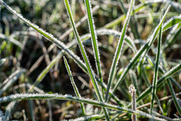 istock winter dry vegetation tree branches and leaves frosty covered with snow 1154845458