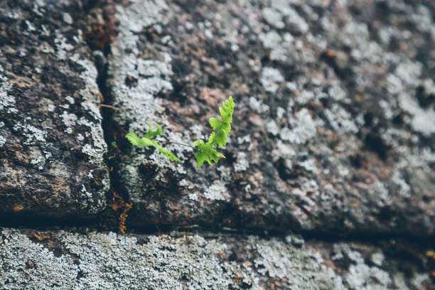istock green plant making its way through stone slabs 1154845571