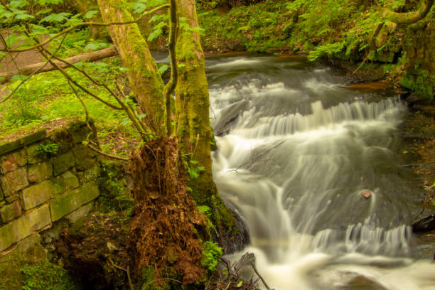 istock Forest in Rheinland-Palatinate 1154845641