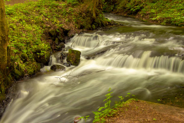 istock Forest in Rheinland-Palatinate 1154845658