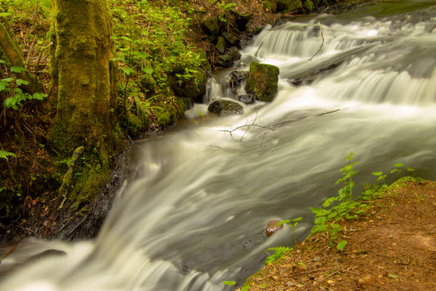 istock Forest in Rheinland-Palatinate 1154845671