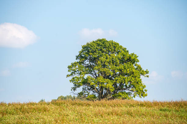 istock single large tree in the middle of green meadow pasture 1154846877