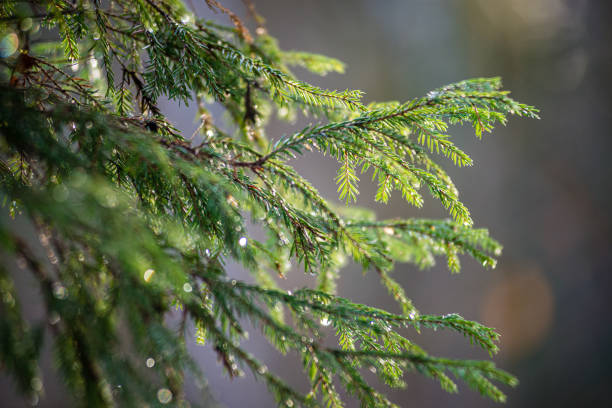 istock green wet spruce tree branches in nature with blur background 1154846892