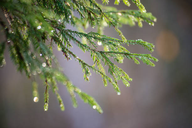 istock green wet spruce tree branches in nature with blur background 1154846902