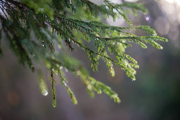 istock green wet spruce tree branches in nature with blur background 1154846922