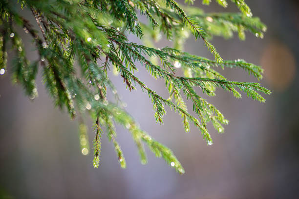 istock green wet spruce tree branches in nature with blur background 1154846924