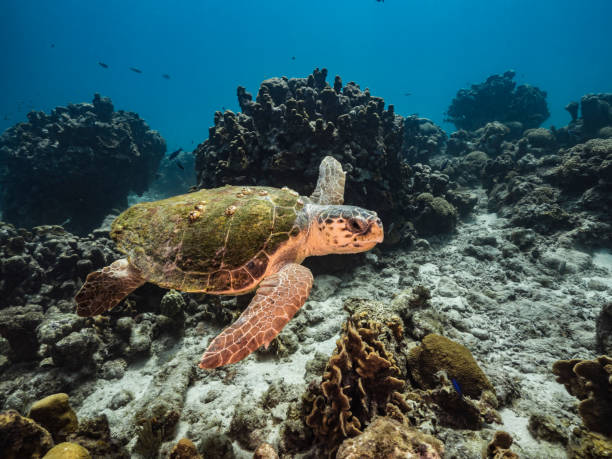 Loggerhead Sea Turtle in coral reef of Caribbean Sea around Curacao stock photo
