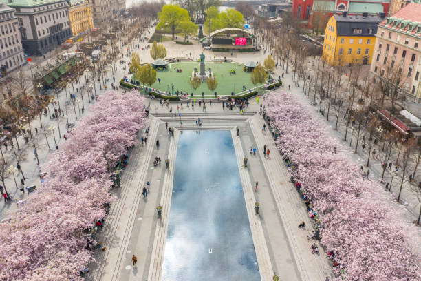 istock First cherry blossom and fountain, Kungstradgarden 1154847968