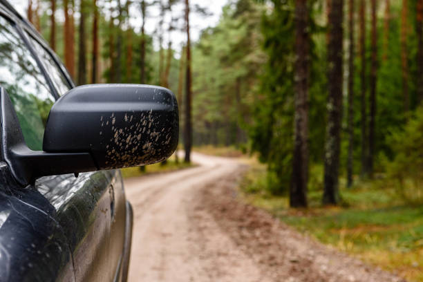 istock car rear view mirror in wild nature 1154848197