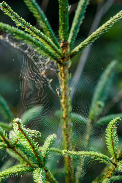 istock green wet spruce tree branches in nature with blur background 1154848198