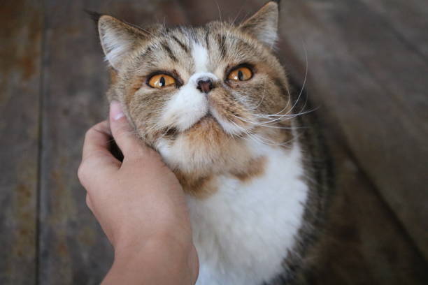 istock cute and needy cat 1154848293