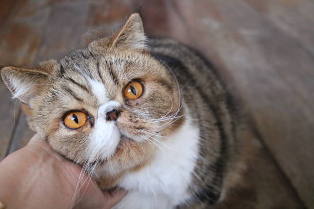 istock cute and needy cat 1154848338
