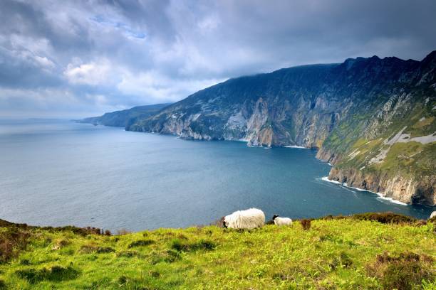 istock Sheep and lamb on the highest cliffs of Ireland 1154850125