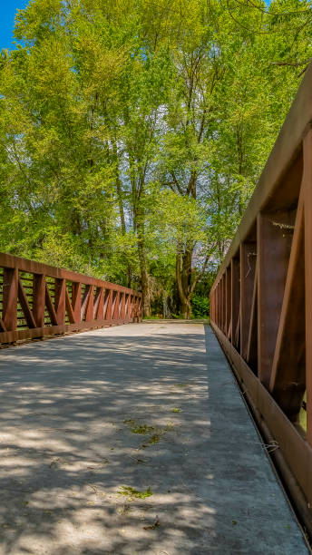 istock Panorama frame Bridge overlooking luxuriant trees with bright green leaves against blue sky 1154850371