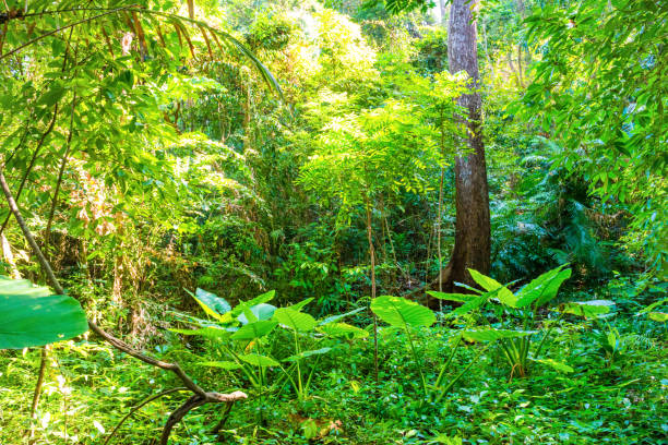istock Landscape of tropical jungle forest 1154850445