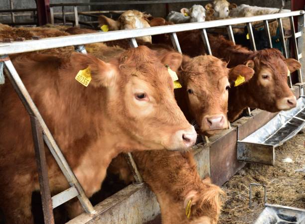 istock Brown cow all in a line 1154850587