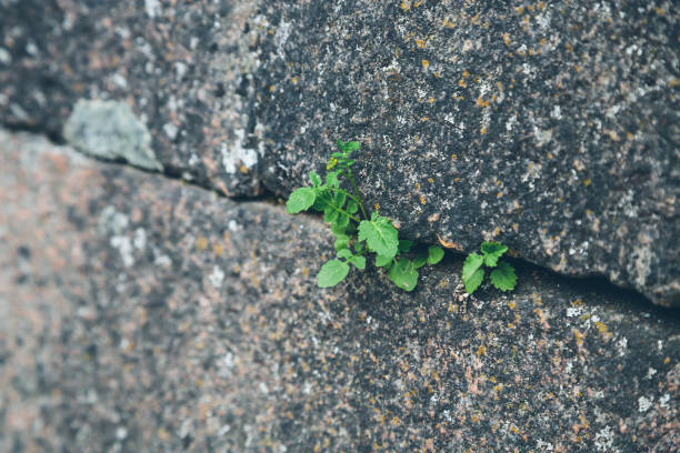istock green plant making its way through stone slabs 1154851771