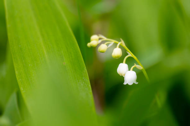 Lily of the Valley sorrounde by green leafs