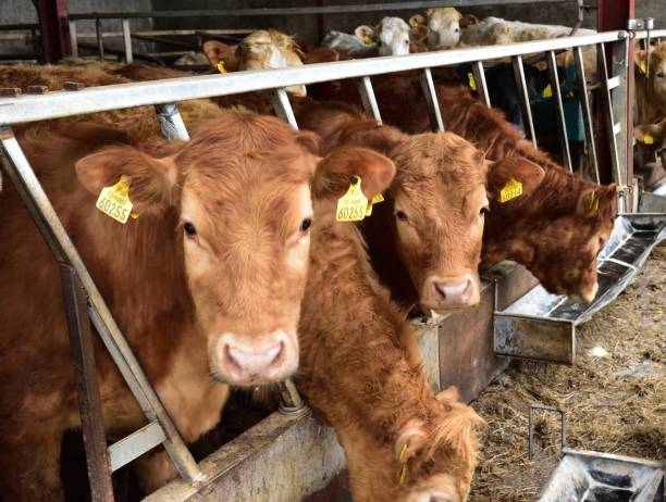 istock Brown cow all in a line 1154851876