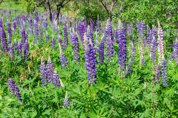 istock blooming lupine on the lawn 1154852561