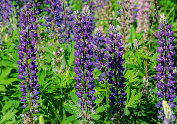 istock blooming lupine on the lawn 1154852601