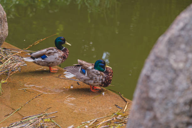 istock duck on the lake 1154852813