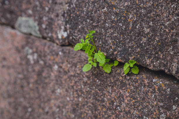 istock green plant making its way through stone slabs 1154852819