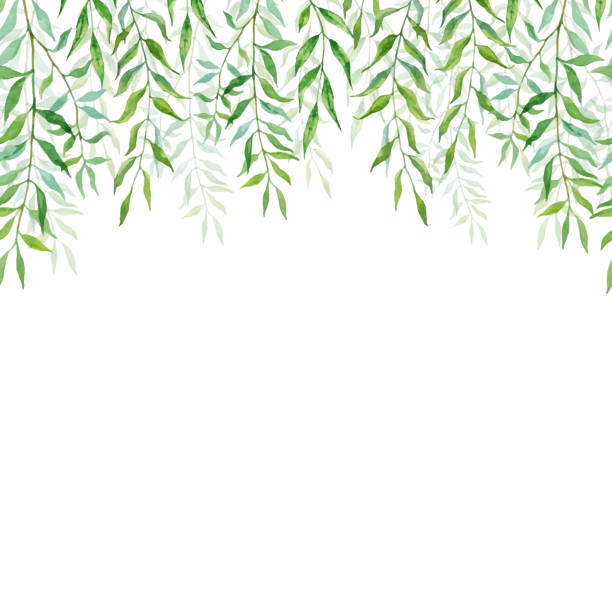 Horizontal Seamless background with branches and leaves of willows Horizontal Seamless background with branches and leaves of willows. Hand-painted branches and leaves on white background. Natural leafy card design tree borders stock illustrations