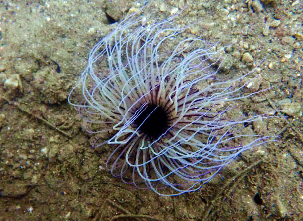 istock Tube Anemone - Cerianthus membranaceus 1154857264