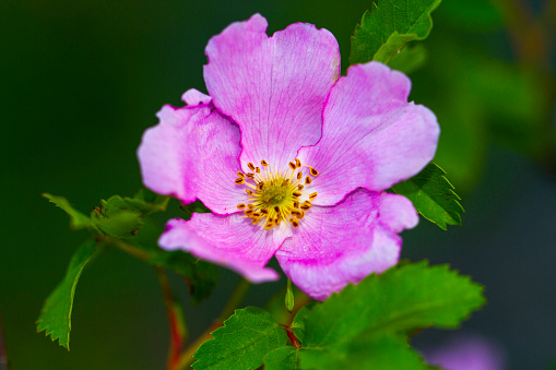 Closeup of Dog Rose (Rosa canina) Flower