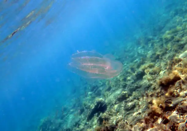 Photo of Sea walnut comb jellyfish - Mnemiopsis leidyi