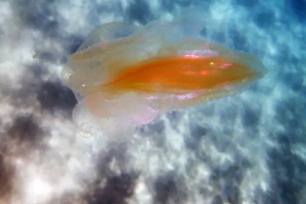 Photo of Sea walnut comb jellyfish - Mnemiopsis leidyi