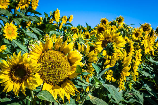 tournesols du comté de yolo - california panoramic crop field photos et images de collection