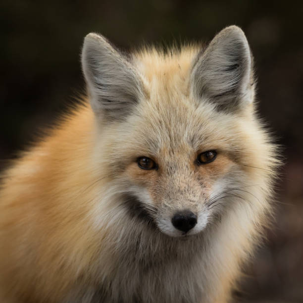 istock Portrait of a Red Fox 1154860385
