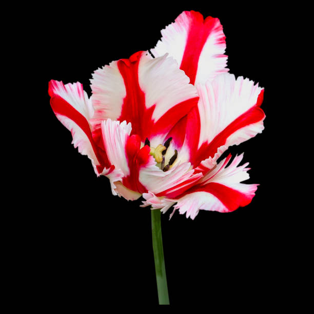 istock Beautiful tulip close up. Spring flowers 1154863016