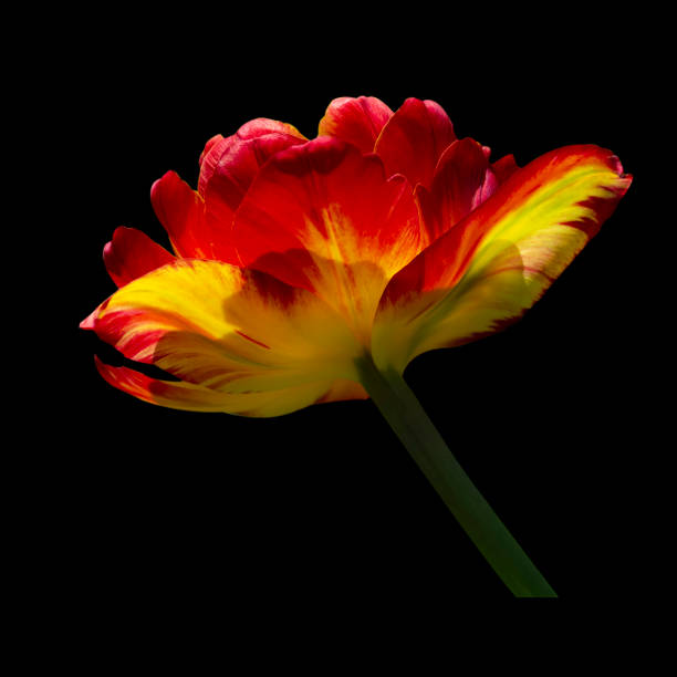 istock Beautiful tulip close up. Spring flowers 1154863029