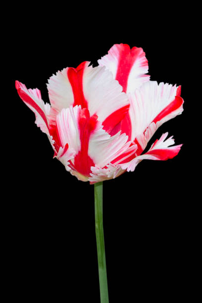istock Beautiful tulip close up. Spring flowers 1154863031