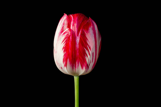 istock Beautiful tulip close up. Spring flowers 1154863041