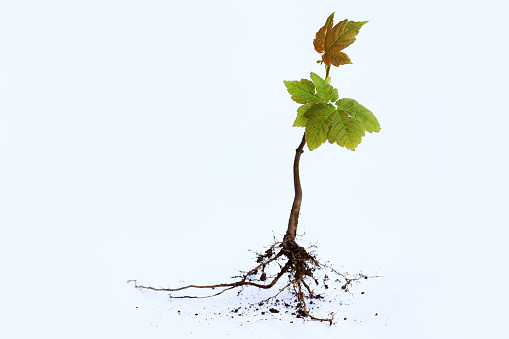 A young tree with roots on a white background. A small plant with roots