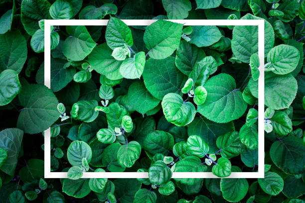 istock White geometric shape hidden in foliage leaves 1154864987