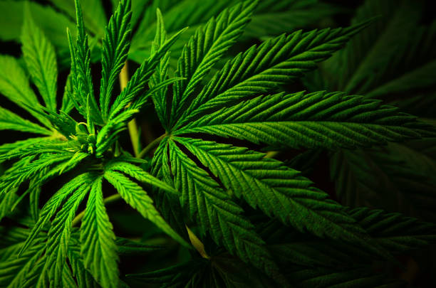 istock Large leaves of marijuana on a black background. 1154865124