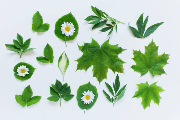Set with maple peony forest plant leaves and daisies on white background