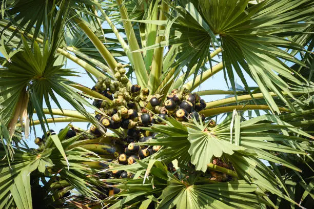 Photo of Asian palmyra palm fruit on the palm tree in the garden