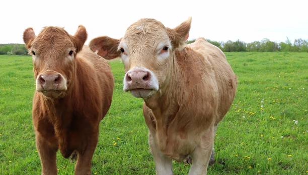 istock Pair of Charolais cattle side by side on pasture 1154869048