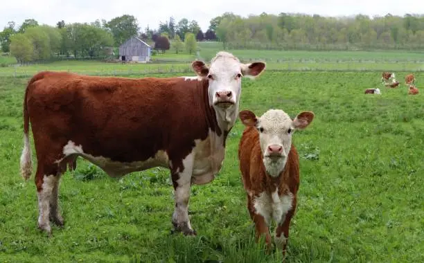 Newborn Hereford calf standing in the field with cow and herd