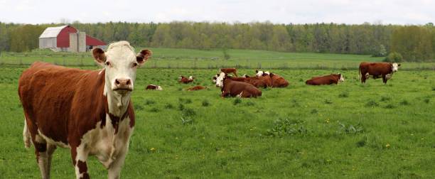 red and white hereford cow in field with calves and cows - herford imagens e fotografias de stock