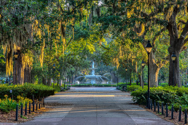 Spanish Moss Savannah Georgia Sunrise on Spanish Moss in Savannah, Georgia savannah stock pictures, royalty-free photos & images