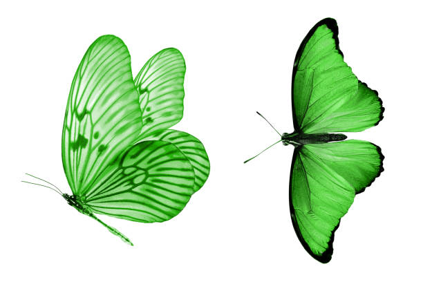 istock beautiful two green butterflies isolated on white background 1154872802